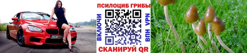 ОМГ ОМГ ссылки  Советск  Галлюциногенные грибы Psilocybe 